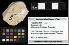 Foto (Objekt + Etiketten) von Decapoda indet. 